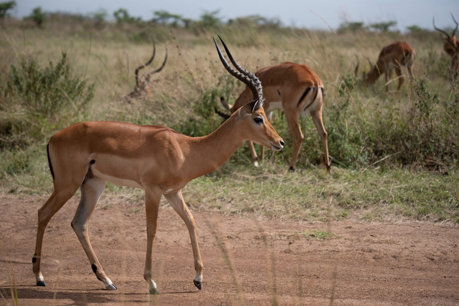 Impala in the Savanna