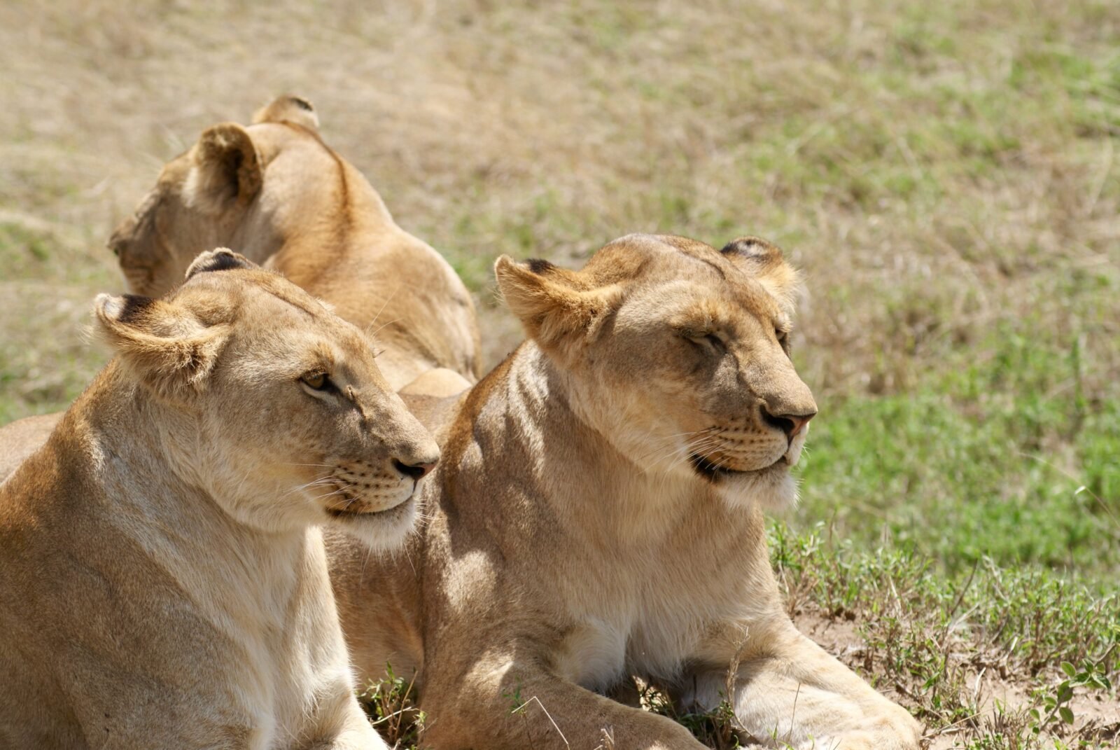 Lionesses on the Savanna