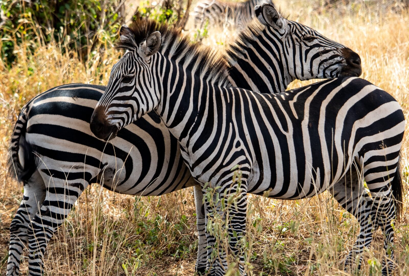 Zebras Grazing Presentation